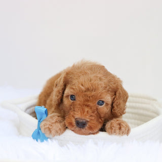 Barkley - Available 9/3