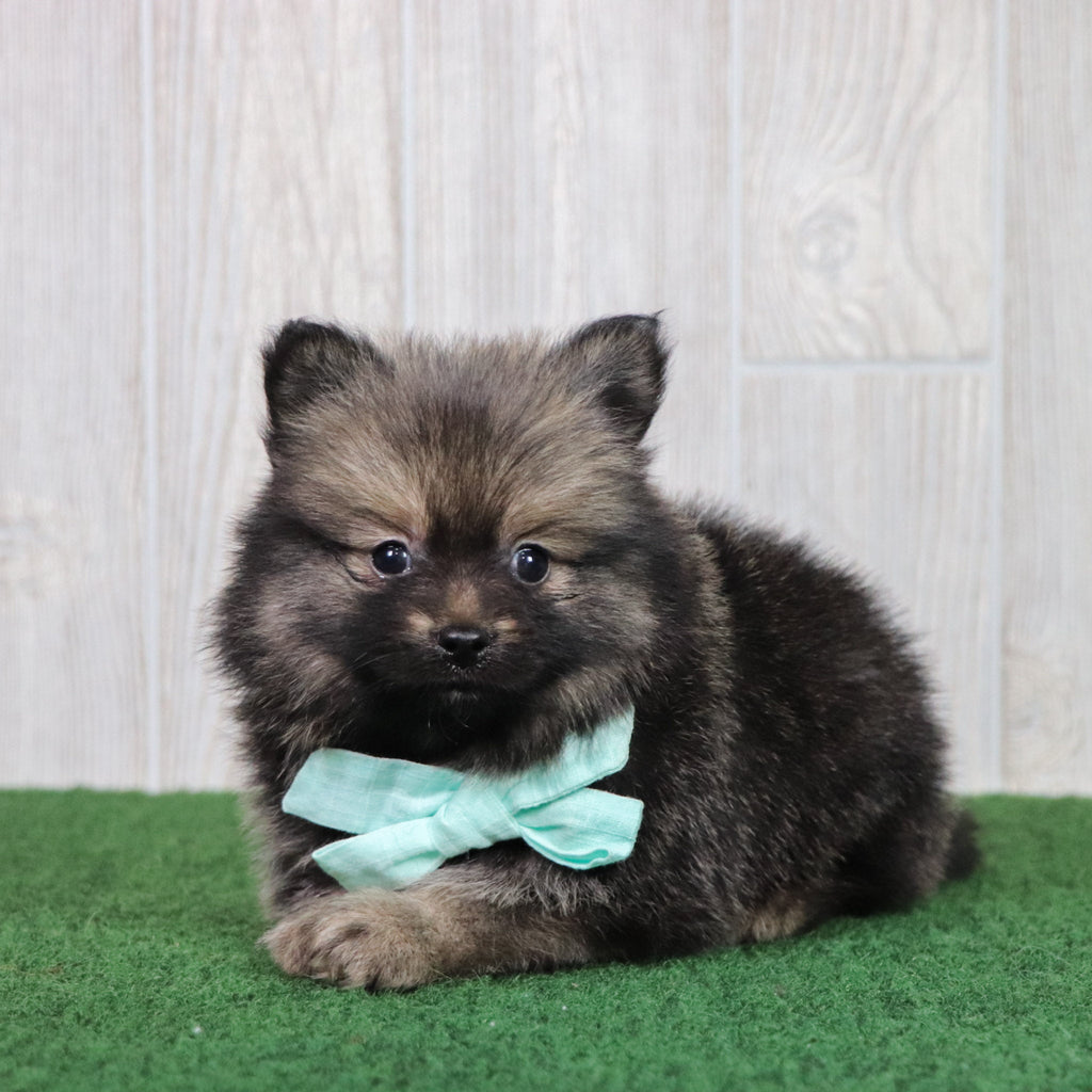 Barney - Available Now