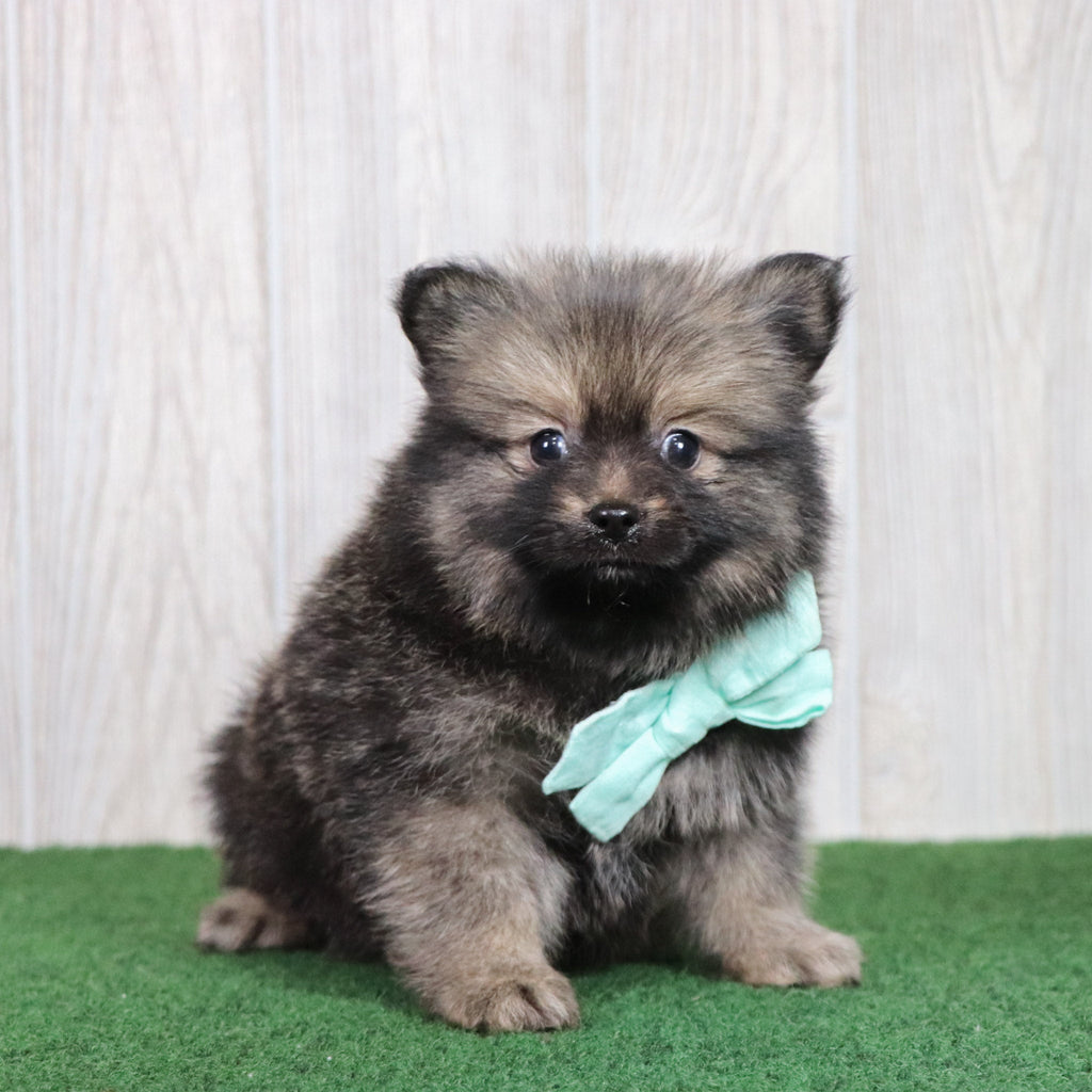 Barney - Available Now