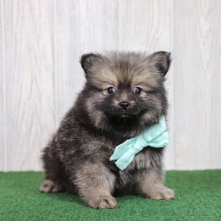 Barney - Available Now