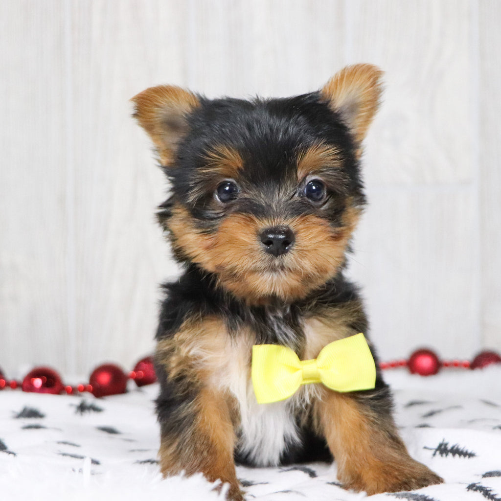 Bash - Available 12/10