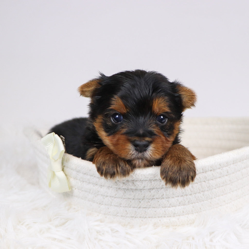 Bash - Available 12/10