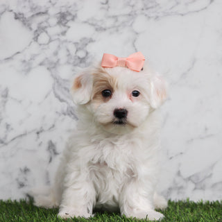 Basil - Available Now