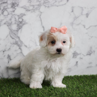 Basil - Available Now
