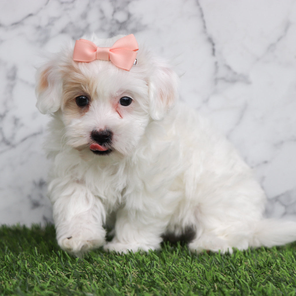 Basil - Available Now