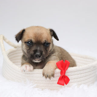 Baxter - Available 9/3