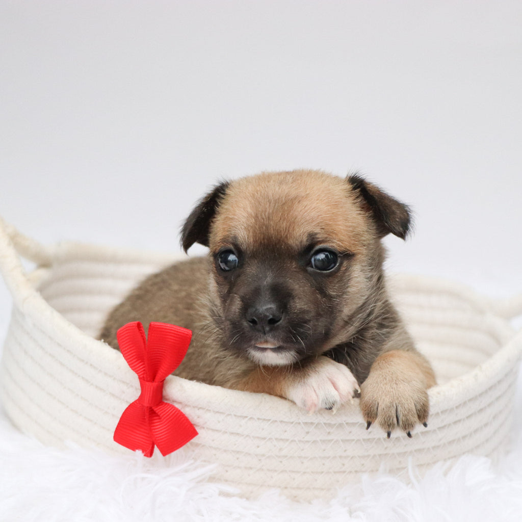 Baxter - Available 9/3