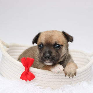 Baxter - Available 9/3