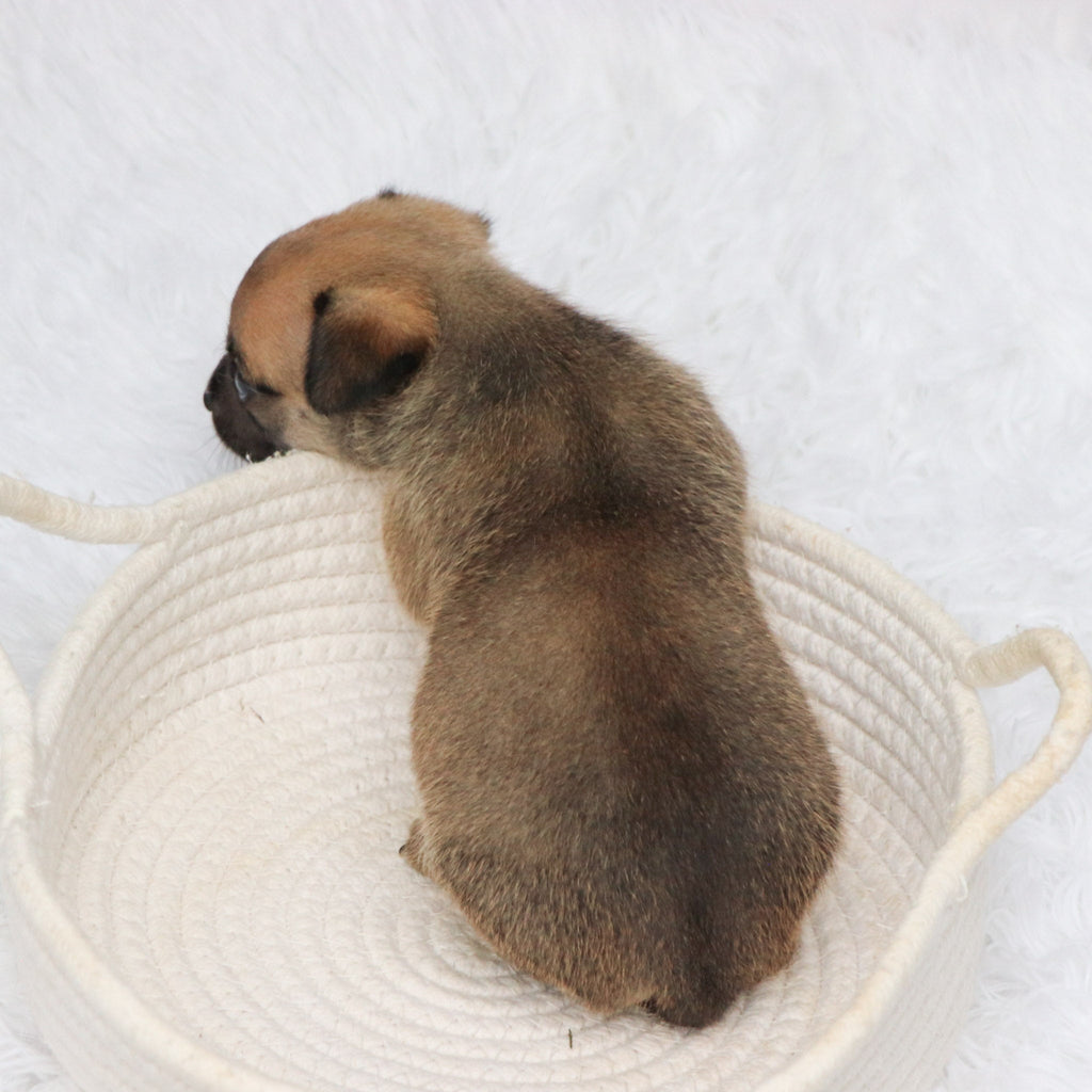 Baxter - Available 9/3