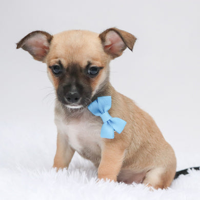 Baxter - Available Now