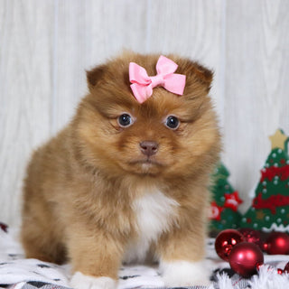 Bay - Available 12/3