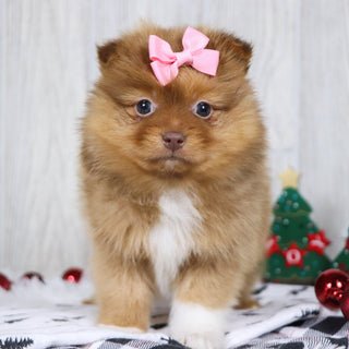 Bay - Available 12/3