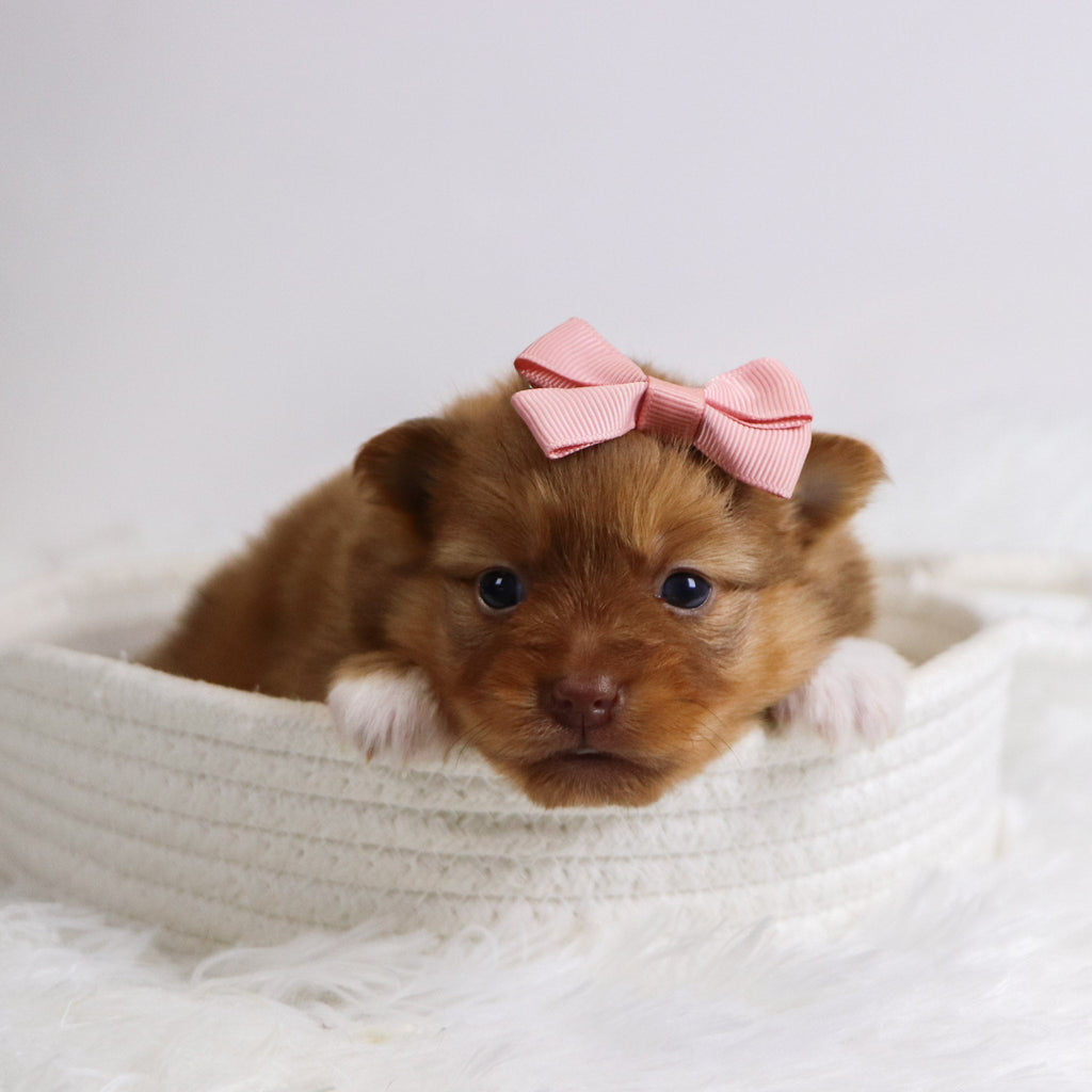 Bay - Available 12/3