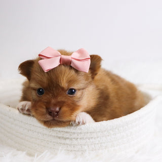 Bay - Available 12/3