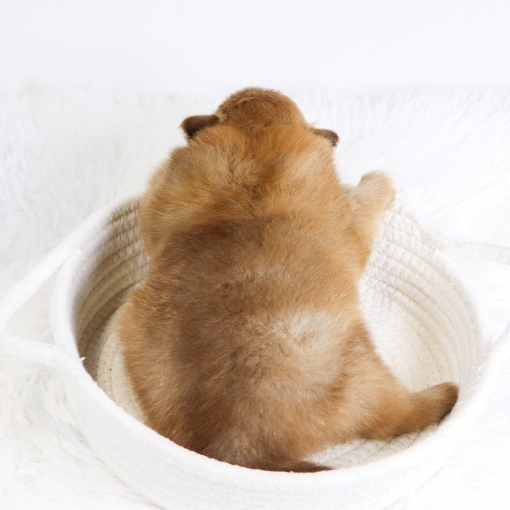 Bay - Available 12/3