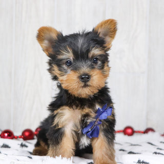 Beagan - Available 12/10