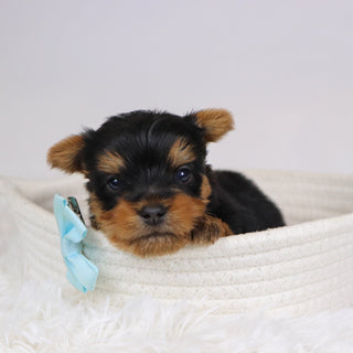 Beagan - Available 12/10