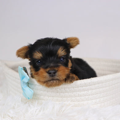 Beagan - Available 12/10