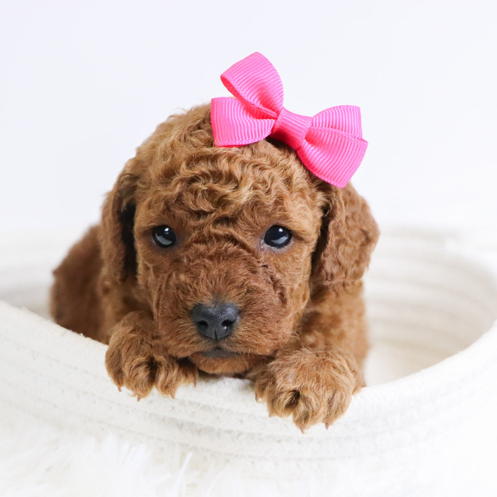 Beatha - Available Now