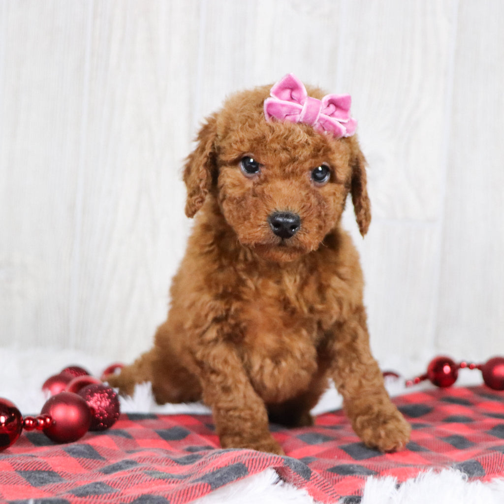 Beatha - Available 12/3