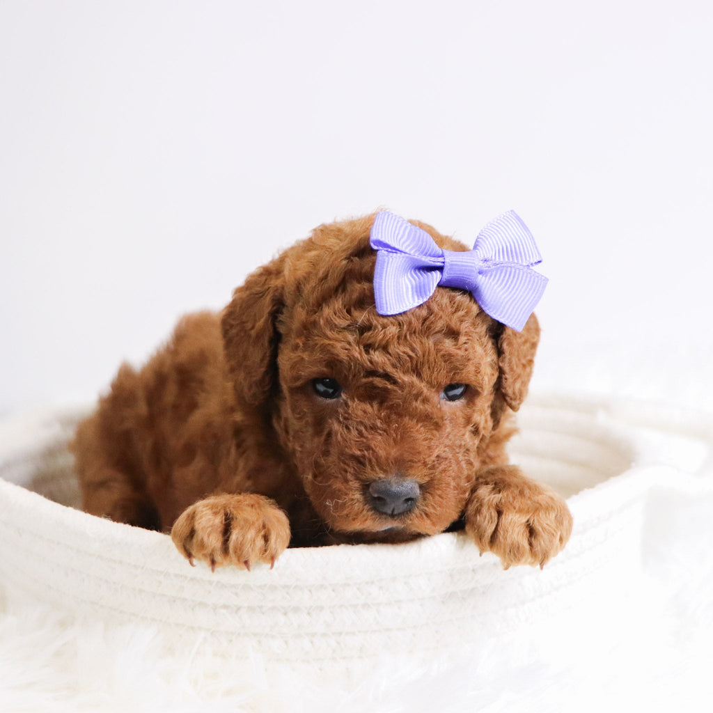 Beatrice - Available 12/3