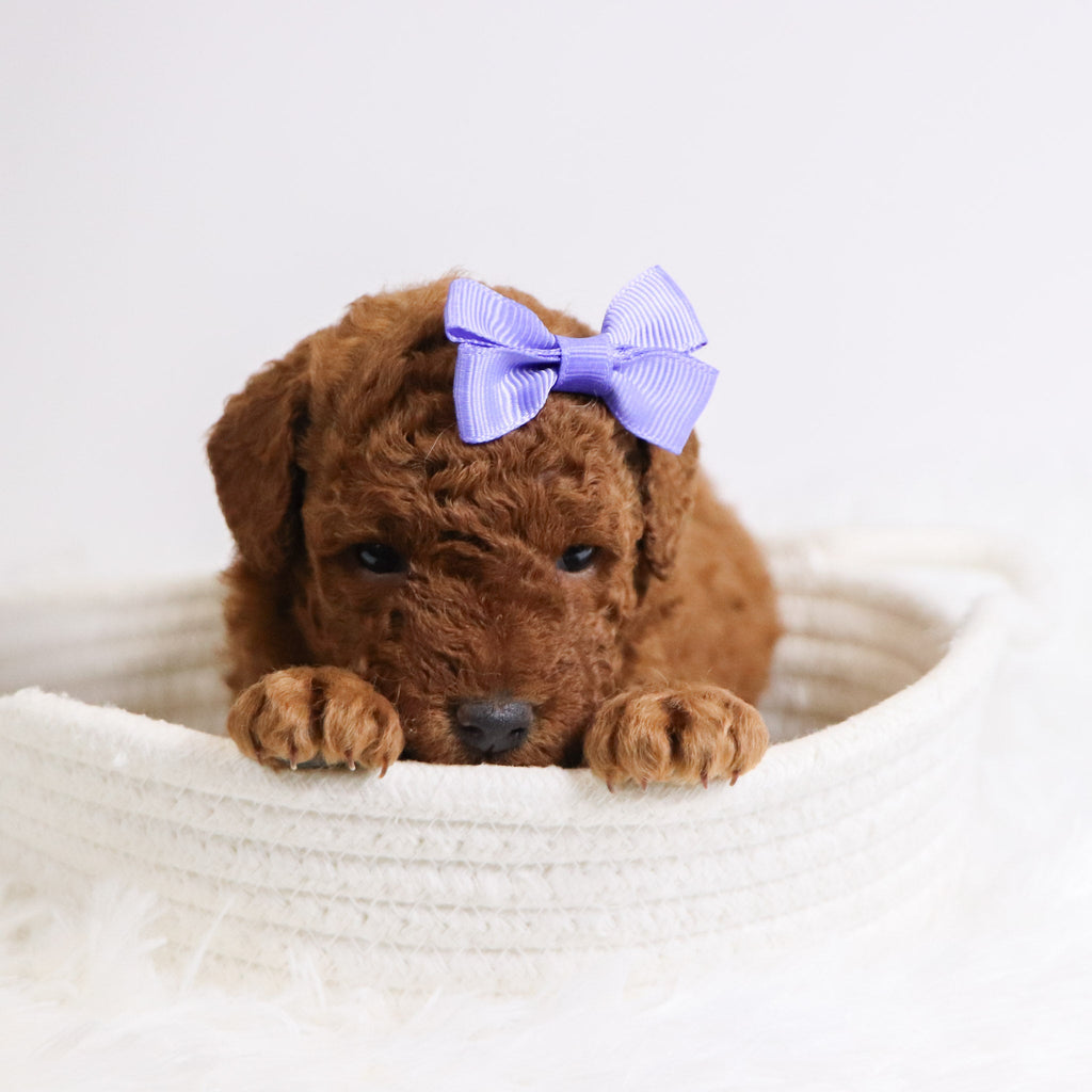 Beatrice - Available 12/3