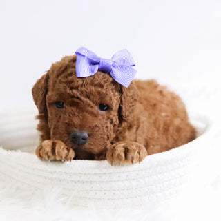 Beatrice - Available 12/3