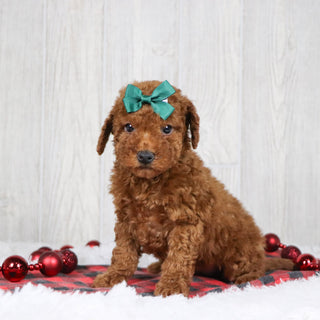 Beatrice - Available Now