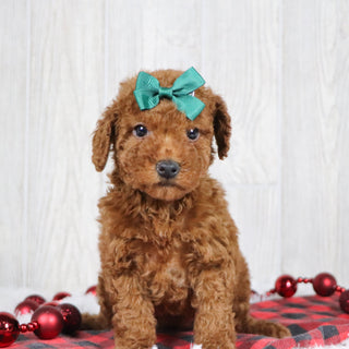 Beatrice - Available 12/3