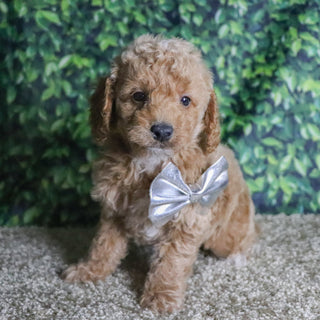 Beau - Available Now