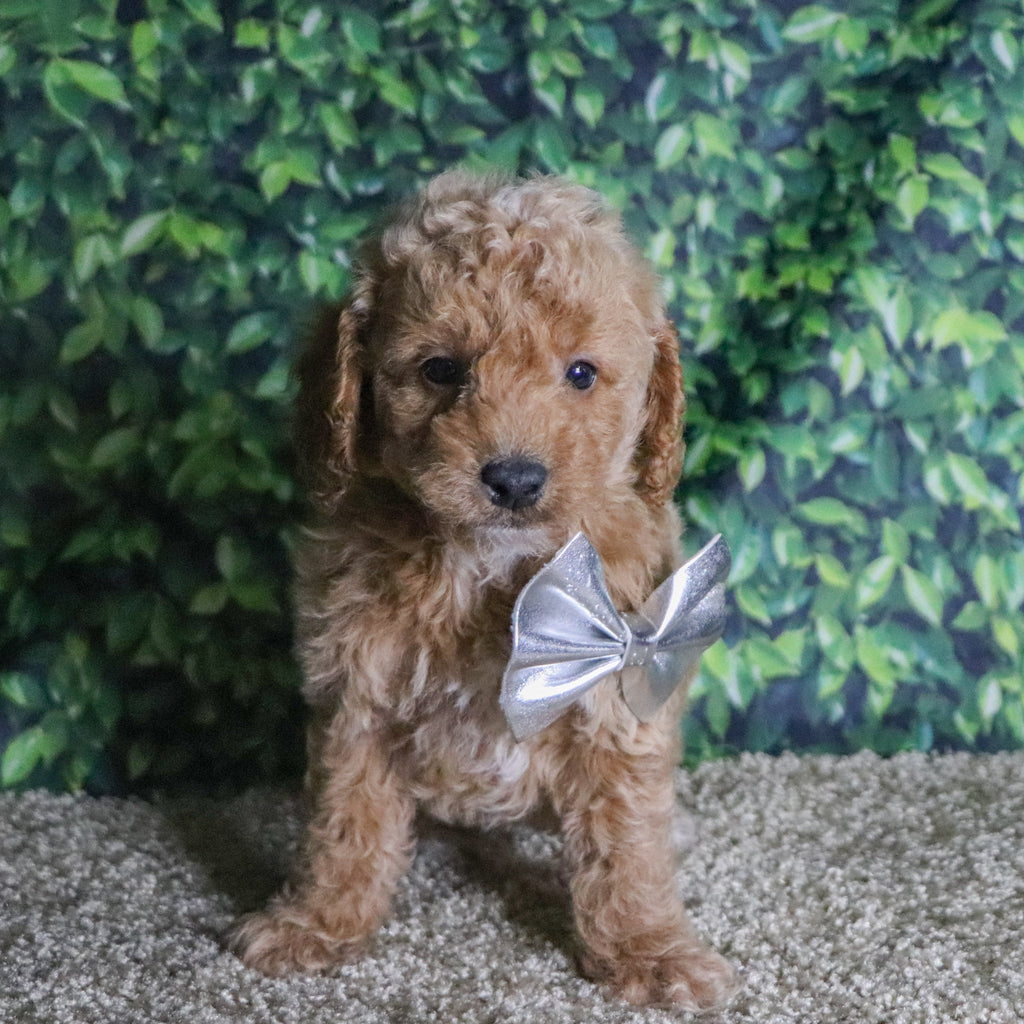 Beau - Available Now