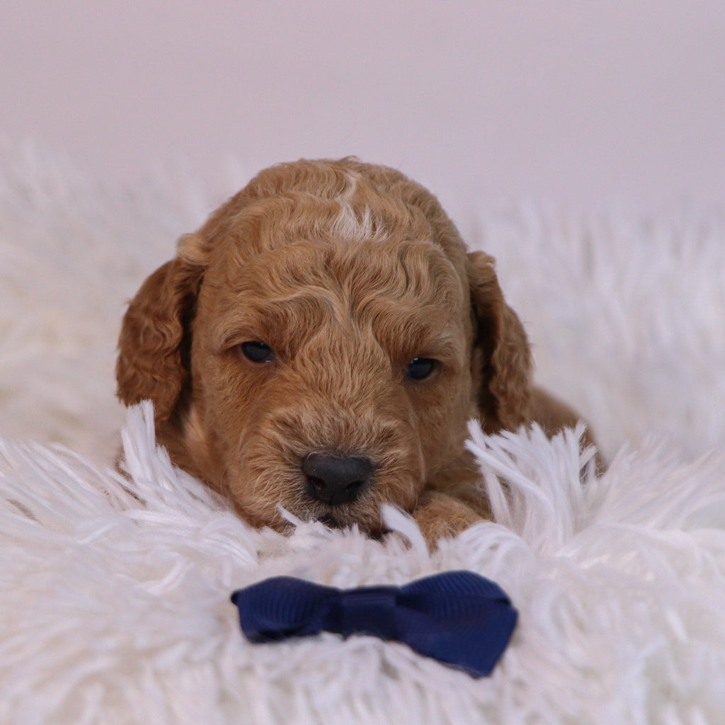 Beau - Available Now