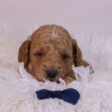 Beau - Available 12/10