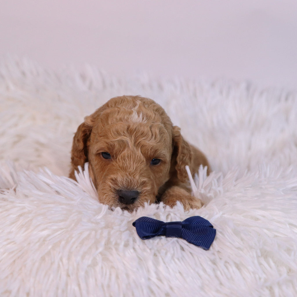 Beau - Available Now