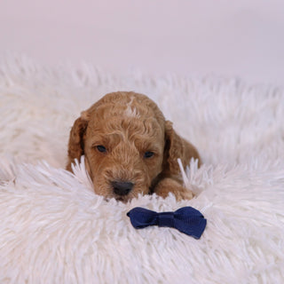 Beau - Available 12/10