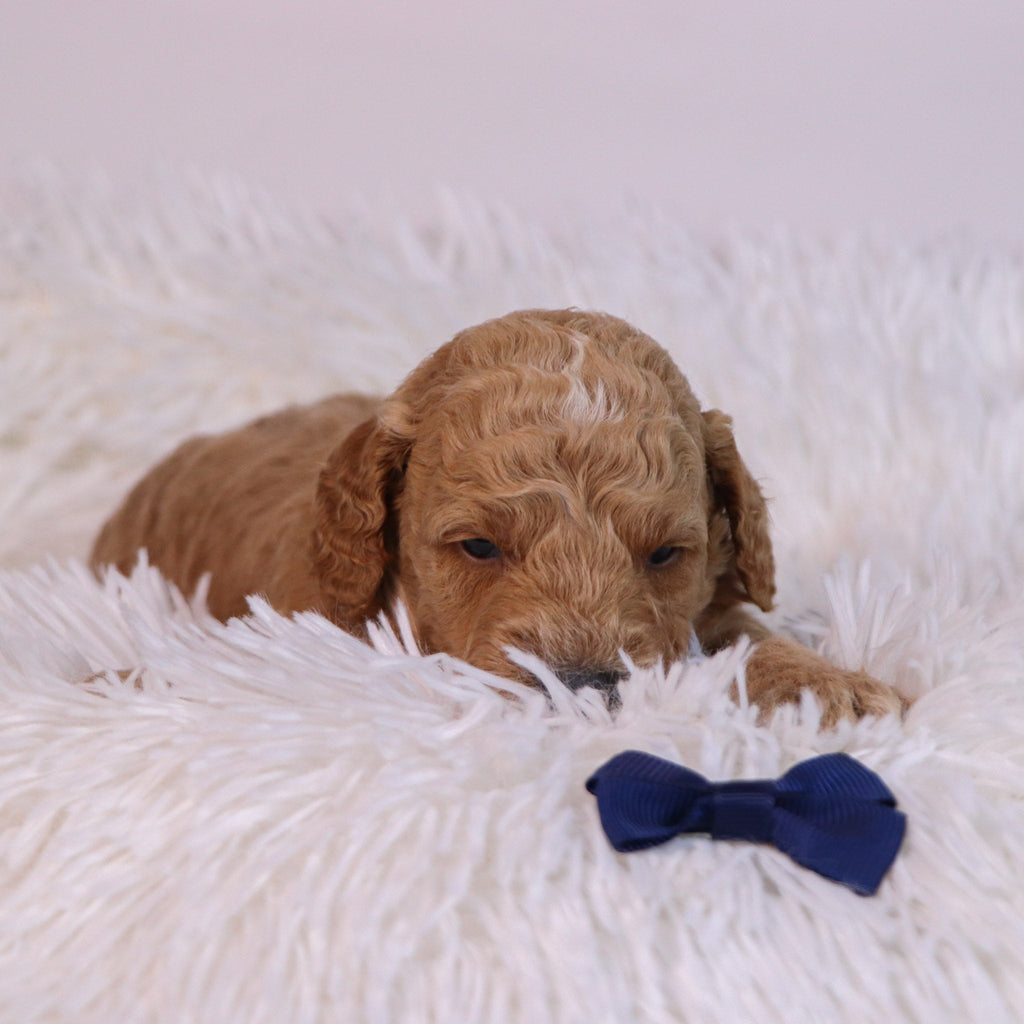 Beau - Available 12/10