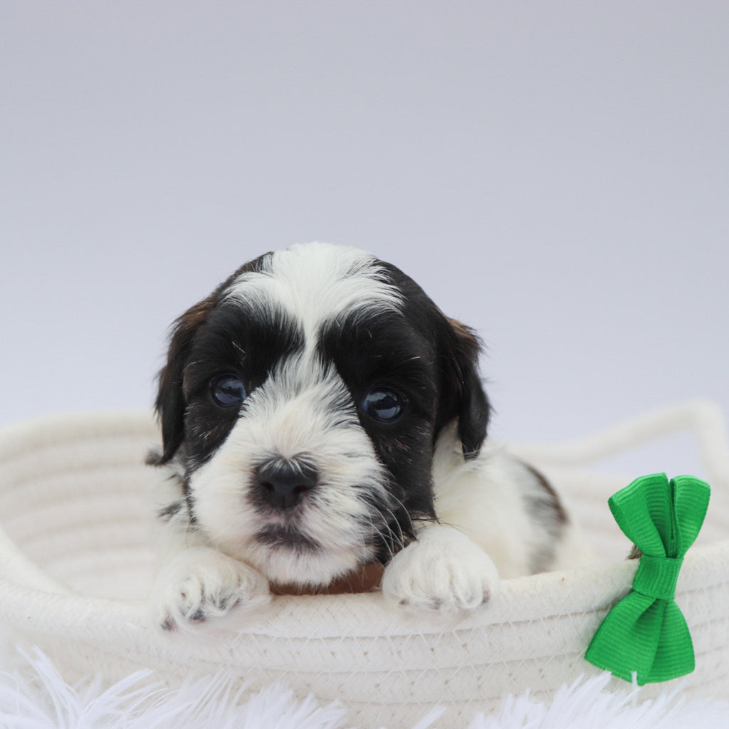 Beckett - Available 8/20