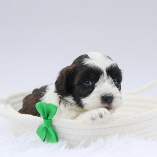 Beckett - Available 8/20
