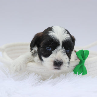 Beckett - Available 8/20