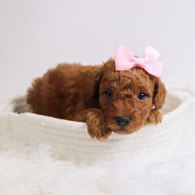 Bedilia - Available 12/3