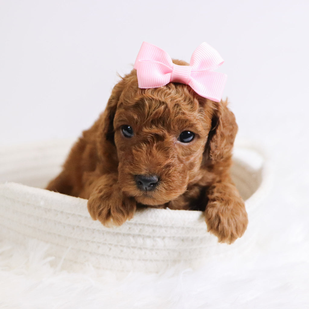 Bedilia - Available 12/3