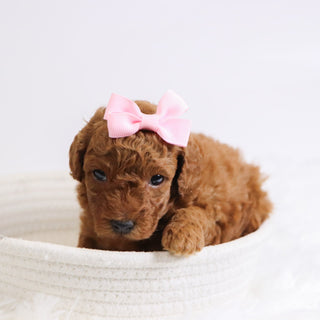 Bedilia - Available Now