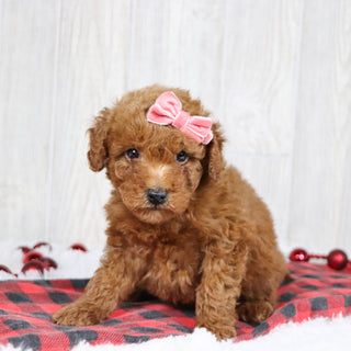 Bedilia - Available 12/3