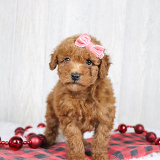 Bedilia - Available 12/3