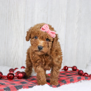 Bedilia - Available 12/3