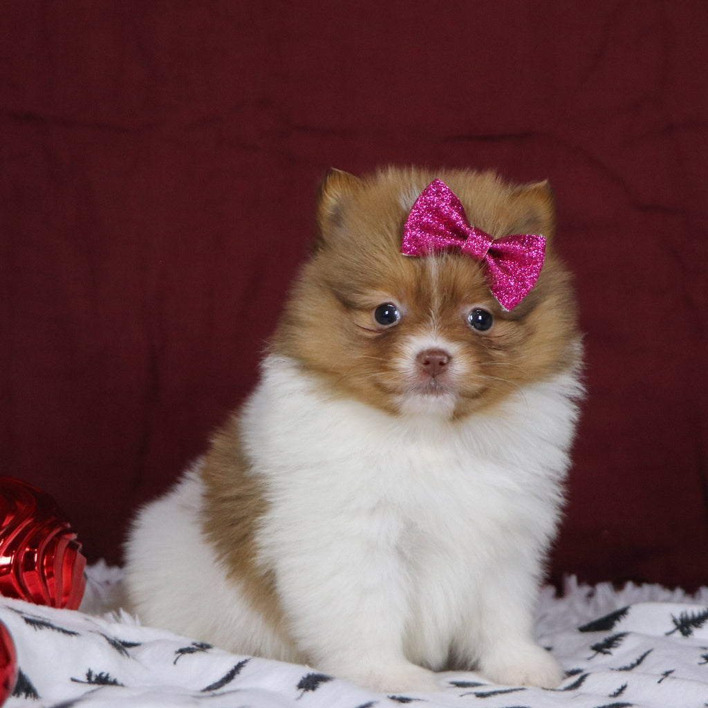 Began - Available 12/3