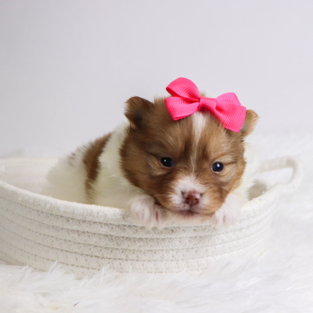 Began - Available 12/3