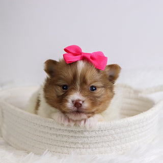 Began - Available 12/3