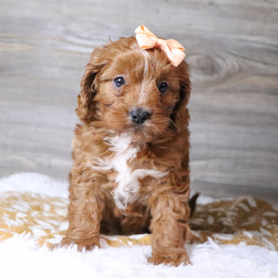 Beige - Available 12/3