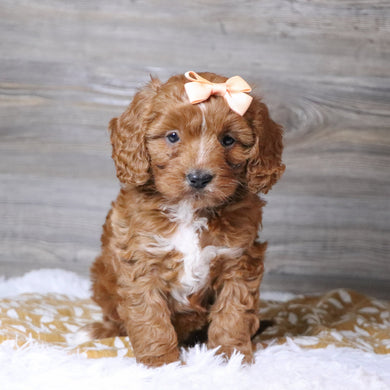 Beige - Available 12/3